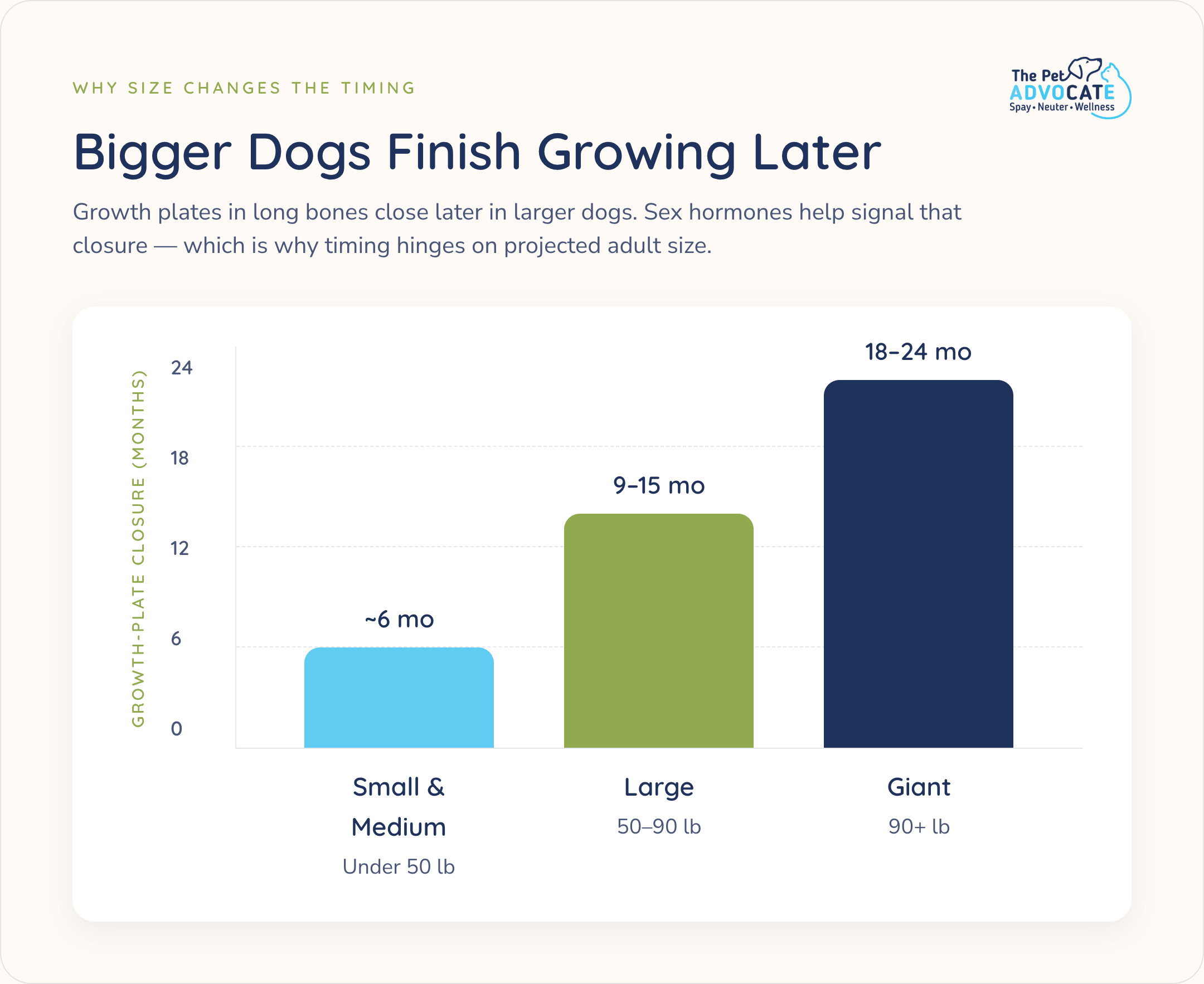 Bar chart showing growth plates close later in bigger dogs: about 6 months in small and medium, 9β15 months in large, and 18β24 months in giant breeds, which is why adult size changes spay and neuter timing.