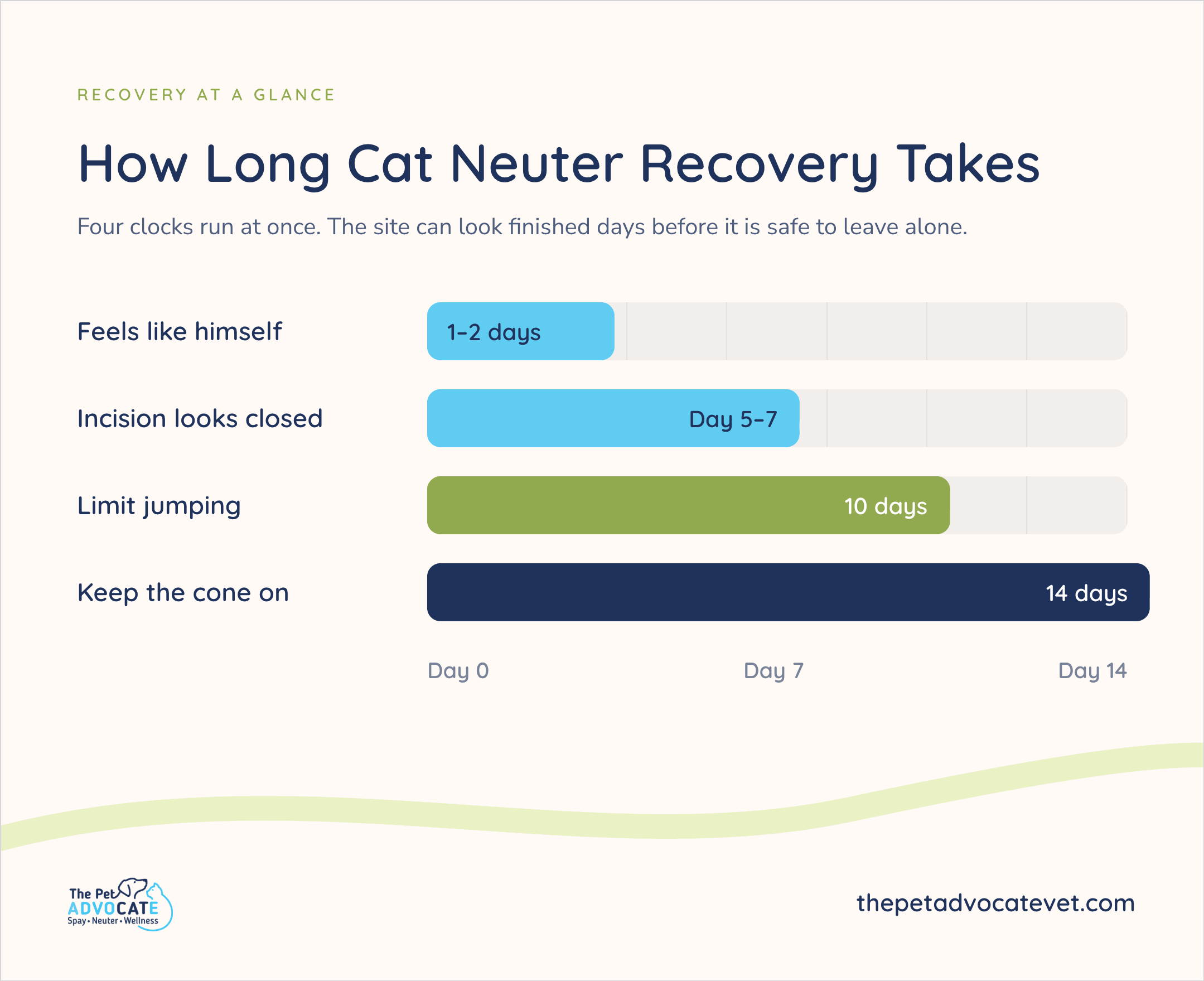 The Pet Advocate How Long Cat Neuter Recovery Takes bar chart: feels like himself 1–2 days; incision looks closed day 5–7; limit jumping 10 days; keep the cone on 14 days. Four clocks run at once—the site can look finished before it is safe.