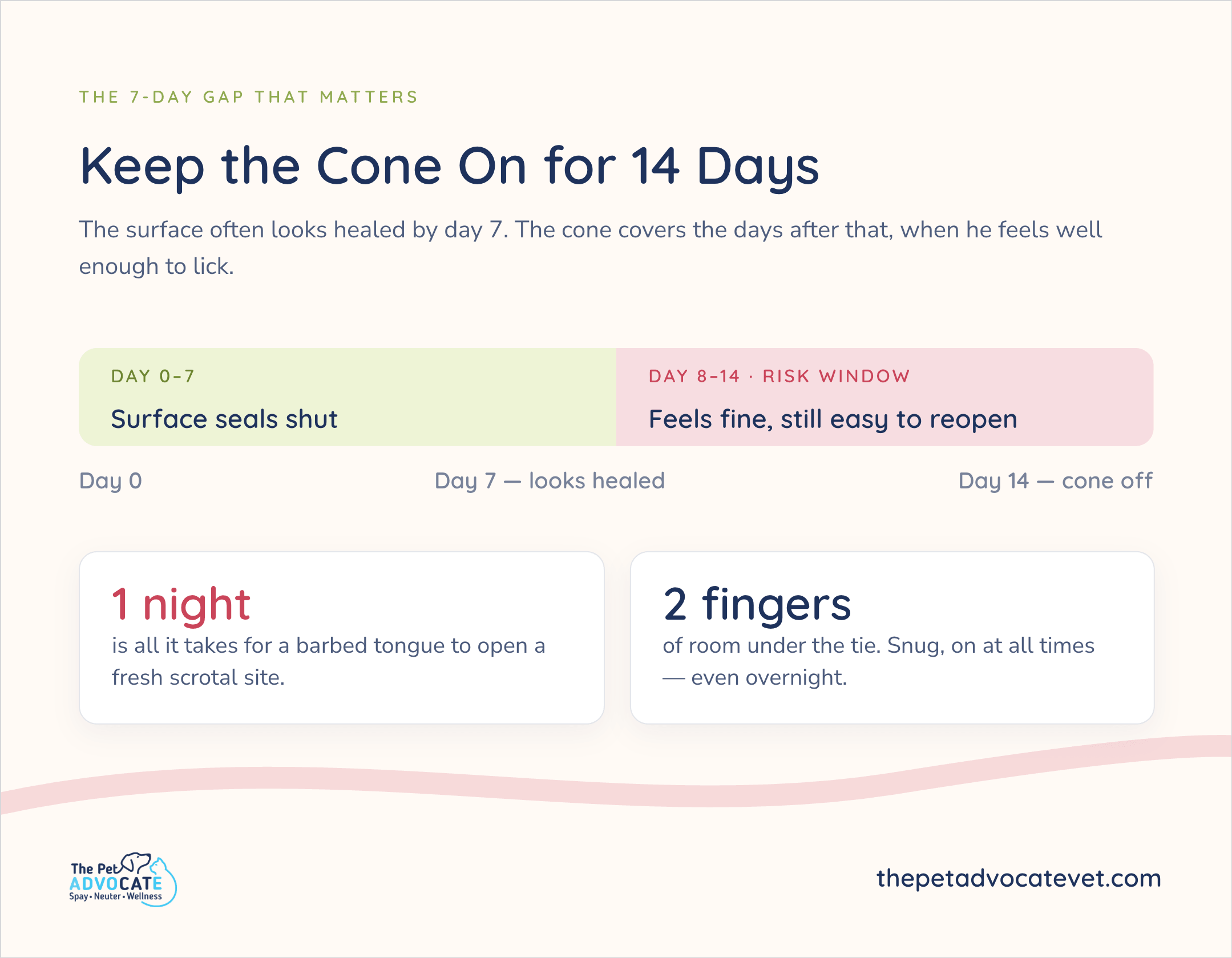 The Pet Advocate Keep the Cone On for 14 Days—the 7-day gap that matters. Day 0–7 surface seals; Day 8–14 risk window when he feels fine but easy to reopen. Day 7 looks healed; cone off day 14. One night can reopen; 2 fingers under the tie.