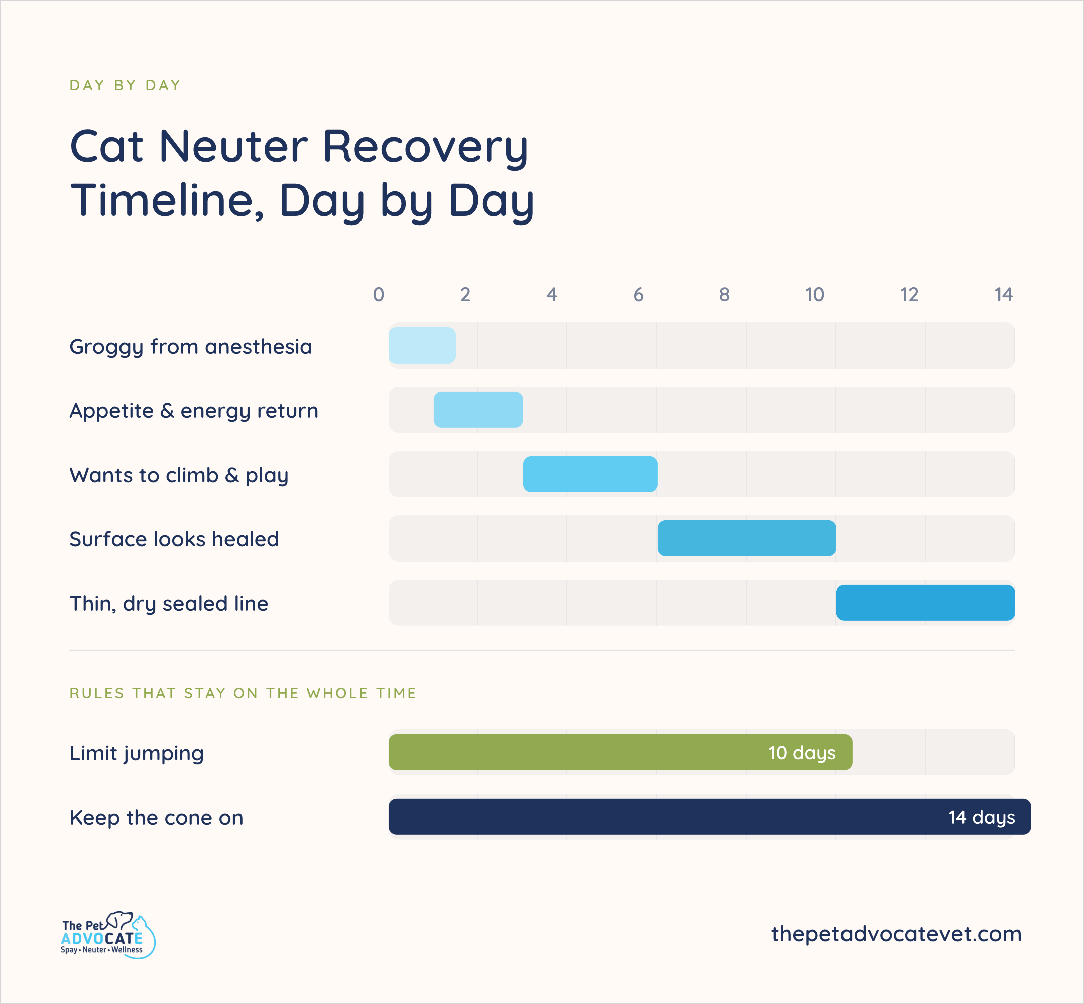 The Pet Advocate Cat Neuter Recovery Timeline, Day by Day: groggy days 0–2; appetite and energy return 1–3; wants to climb and play 3–6; surface looks healed 6–10; thin dry sealed line 10–14. Rules: limit jumping 10 days; keep the cone on 14 days.