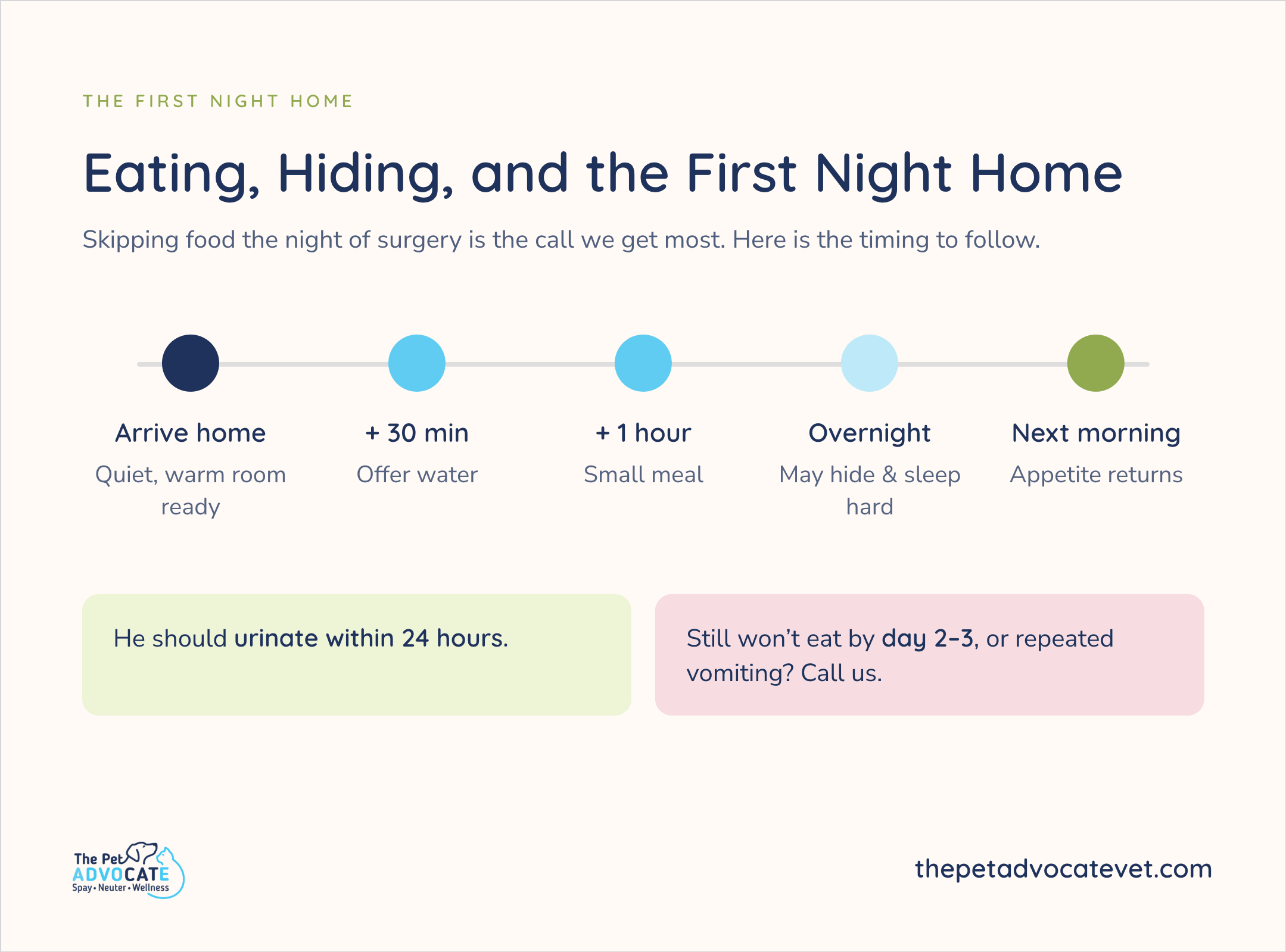 The Pet Advocate Eating, Hiding, and the First Night Home: arrive quiet warm room; +30 min offer water; +1 hour small meal; overnight may hide and sleep hard; next morning appetite returns. Urinate within 24 hrs. Call if won’t eat by day 2–3 or vomiting.