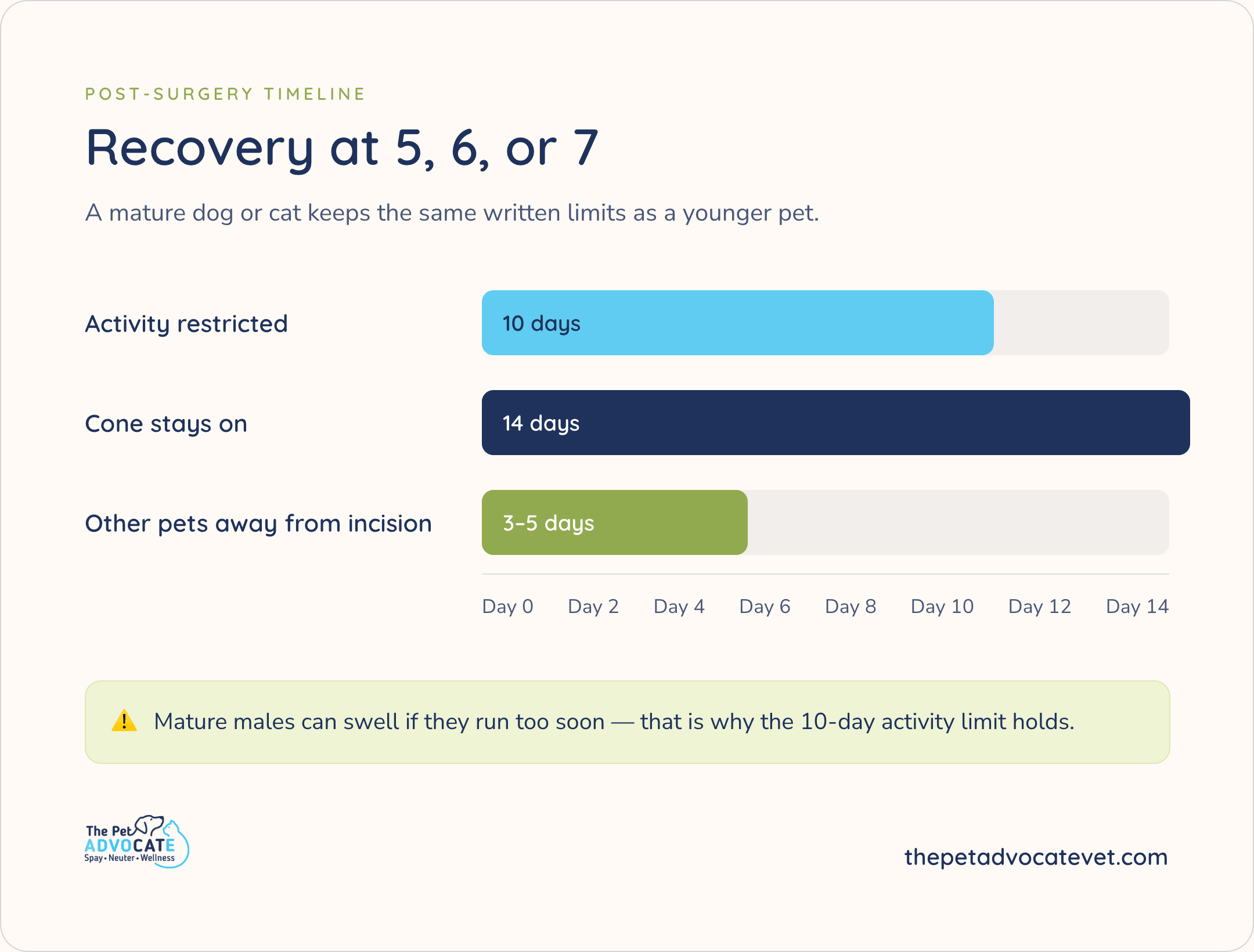 Post-surgery timeline for pets 5, 6, or 7: activity restricted 10 days, cone on 14 days, other pets away from incision 3–5 days. Same written limits as younger pets; mature males can swell if they run too soon.