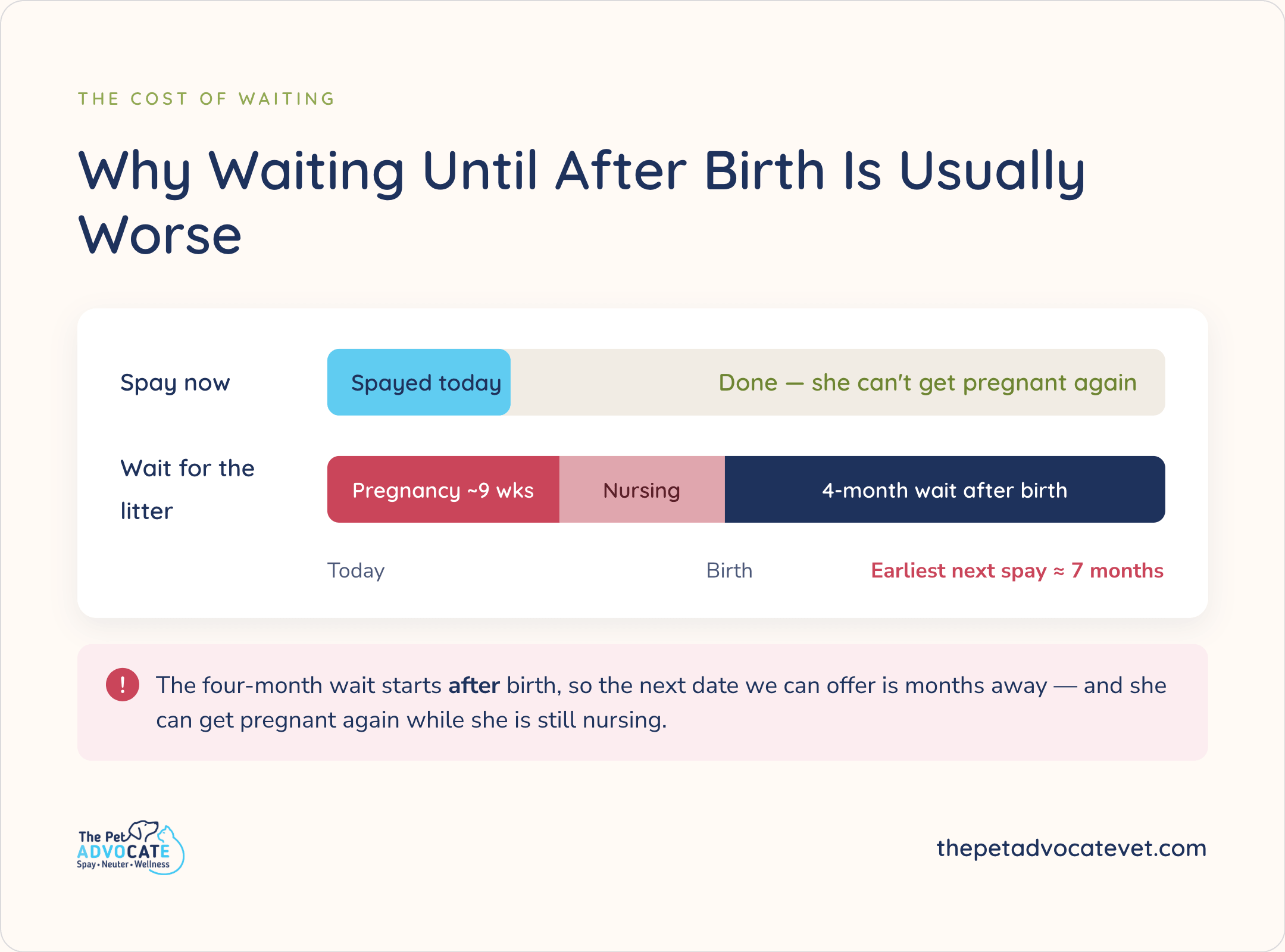 Timeline: spay now versus waiting for the litter—pregnancy about 9 weeks, nursing, then 4-month wait after birth; earliest next spay about 7 months; she can get pregnant again while nursing.
