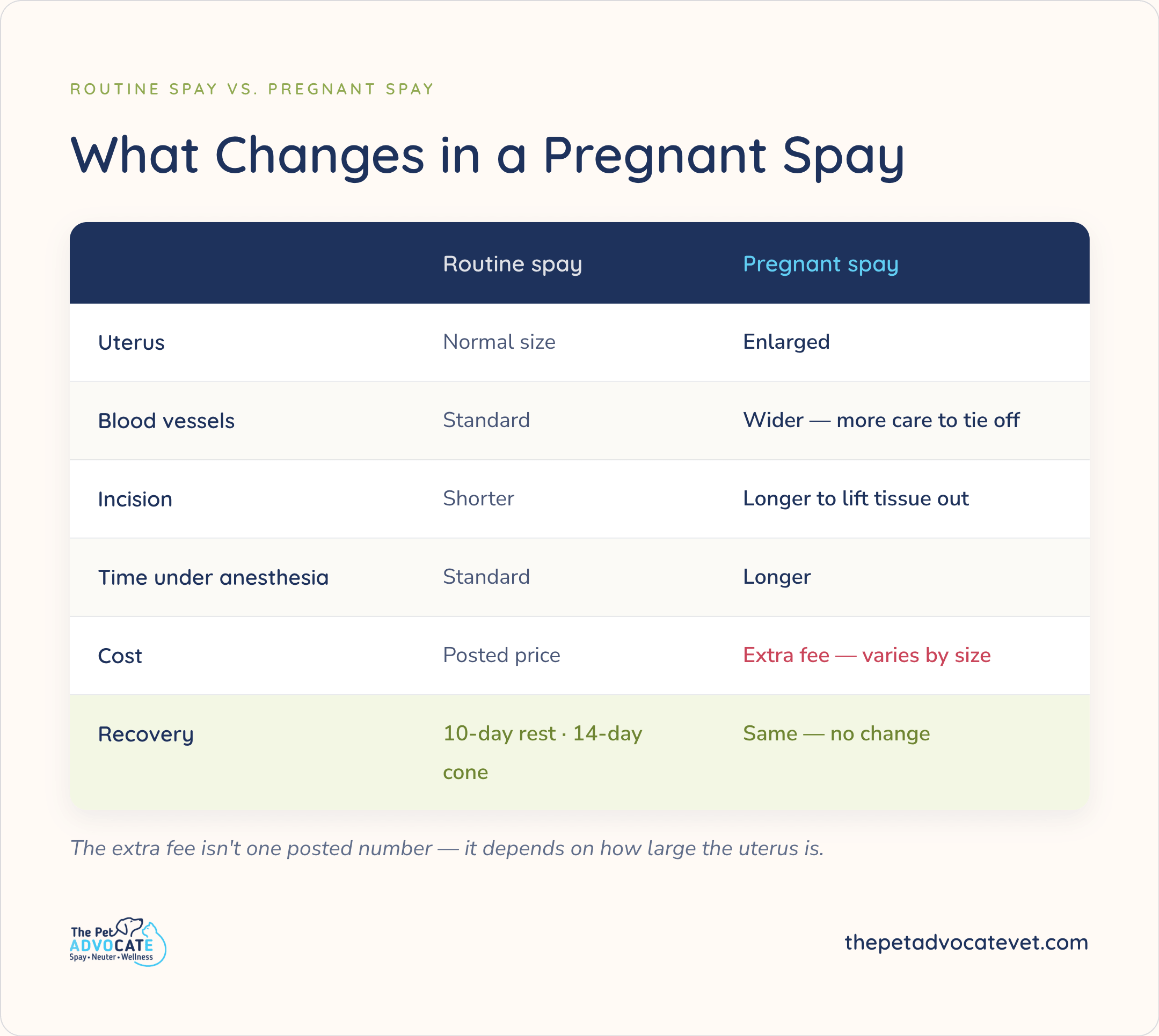 Routine spay vs pregnant spay comparison: uterus size, blood vessels, incision length, anesthesia time, cost with extra fee by size, and recovery with same 10-day rest and 14-day cone.