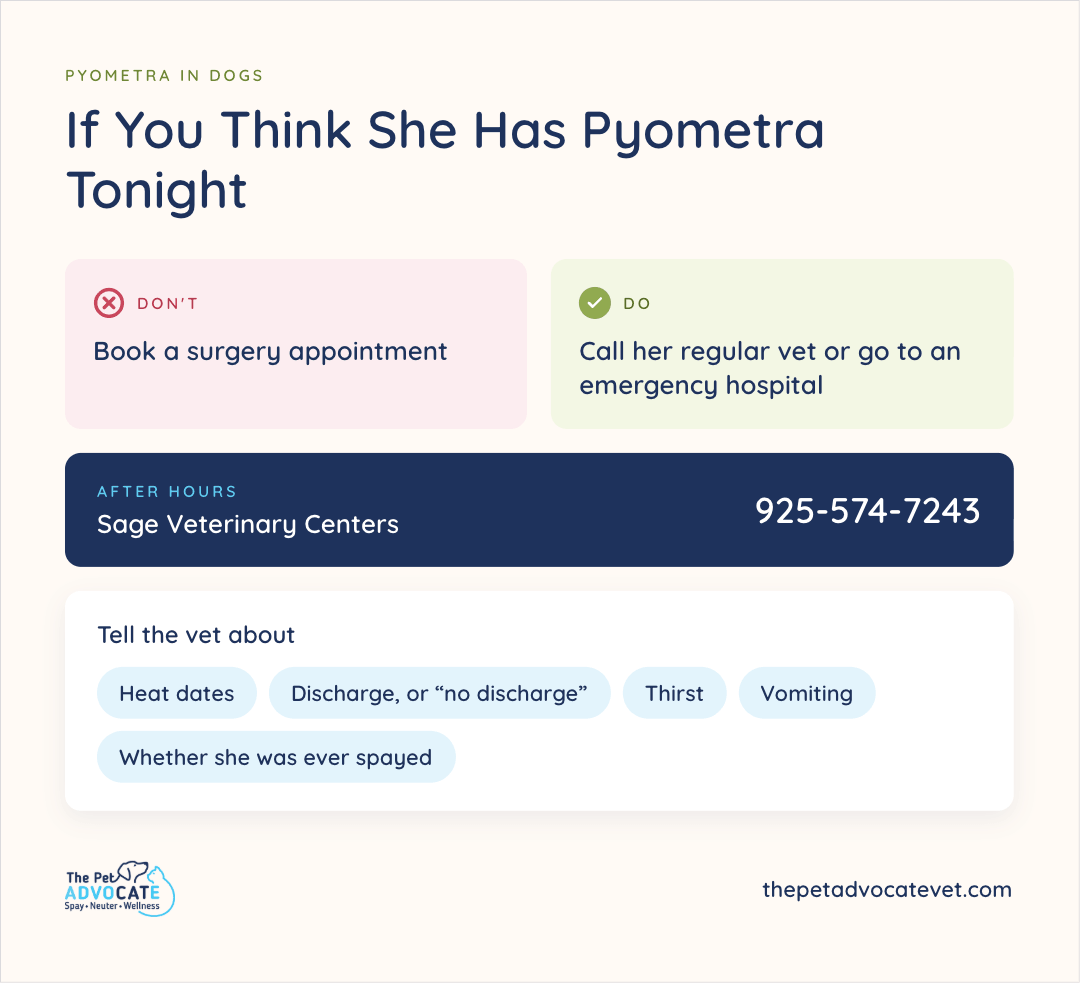 Tonight-action graphic: don’t book a surgery appointment; do call her regular vet or go to an emergency hospital; after-hours bar for Sage Veterinary Centers at 925-574-7243; tell the vet heat dates, discharge or “no discharge,” thirst, vomiting, and whether she was ever spayed.