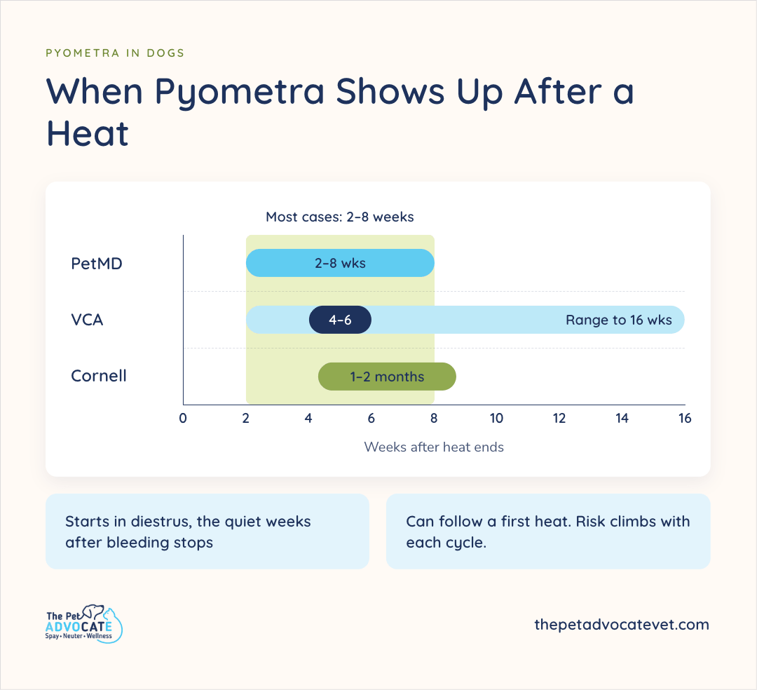 Timeline of weeks after heat ends, highlighting most cases at 2–8 weeks, with PetMD at 2–8 weeks, VCA at 4–6 weeks (range to 16), and Cornell at 1–2 months, plus notes that it starts in diestrus after bleeding stops and can follow a first heat as risk climbs with each cycle.