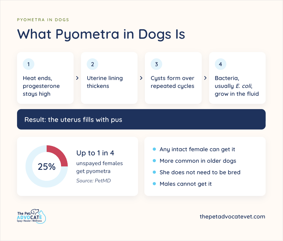 Four-step flow from post-heat high progesterone to thickened lining, cysts over repeated cycles, then E. coli growing in the fluid so the uterus fills with pus, plus a 25% donut that up to 1 in 4 unspayed females get it (PetMD) and bullets that any intact female can get it, it is more common in older dogs, breeding is not required, and males cannot get it.