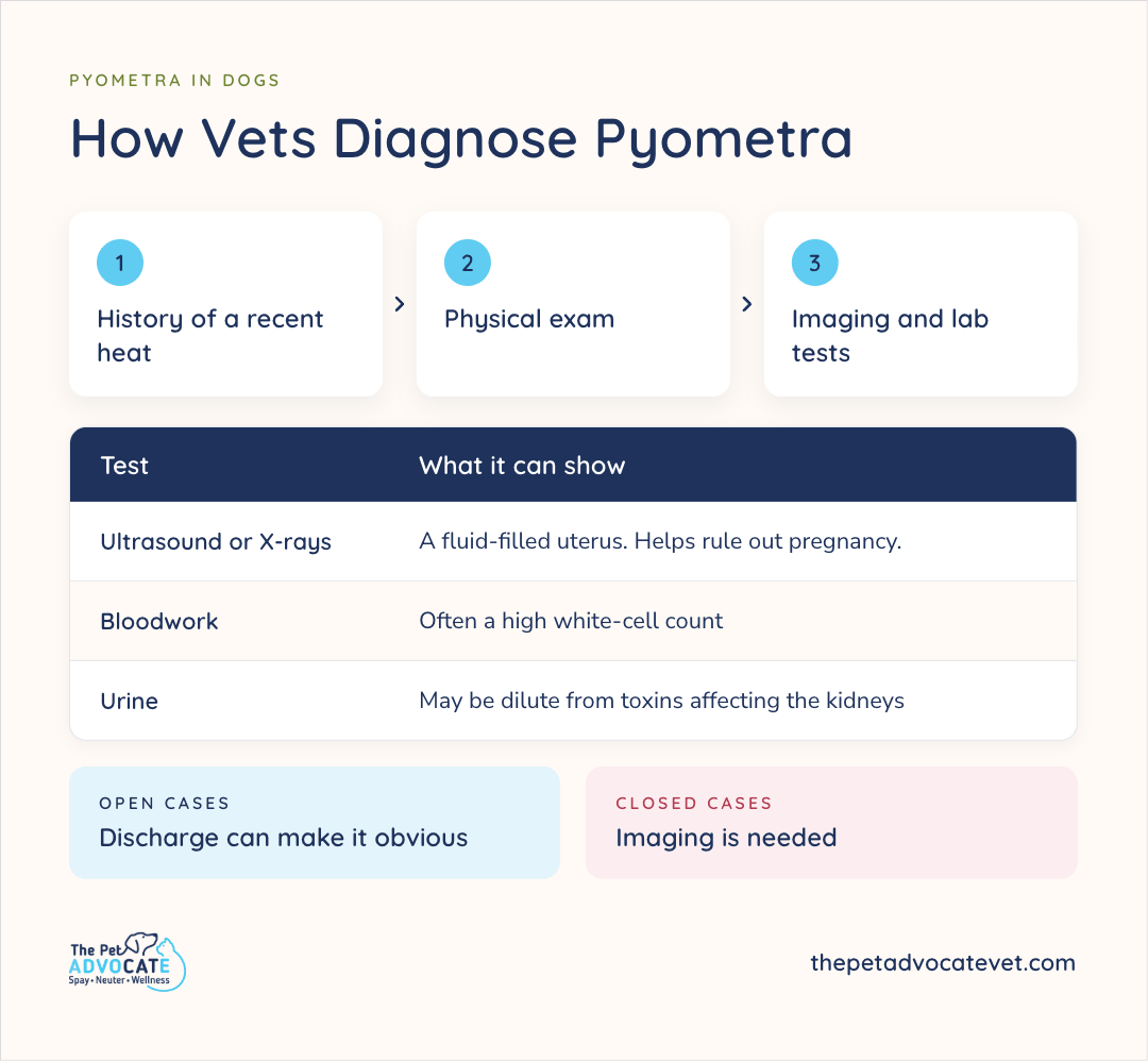 Three-step diagnosis path—recent-heat history, physical exam, then imaging and labs—plus a table that ultrasound or X-rays show a fluid-filled uterus, bloodwork often shows a high white-cell count, and urine may be dilute, with notes that discharge can make open cases obvious while closed cases need imaging.