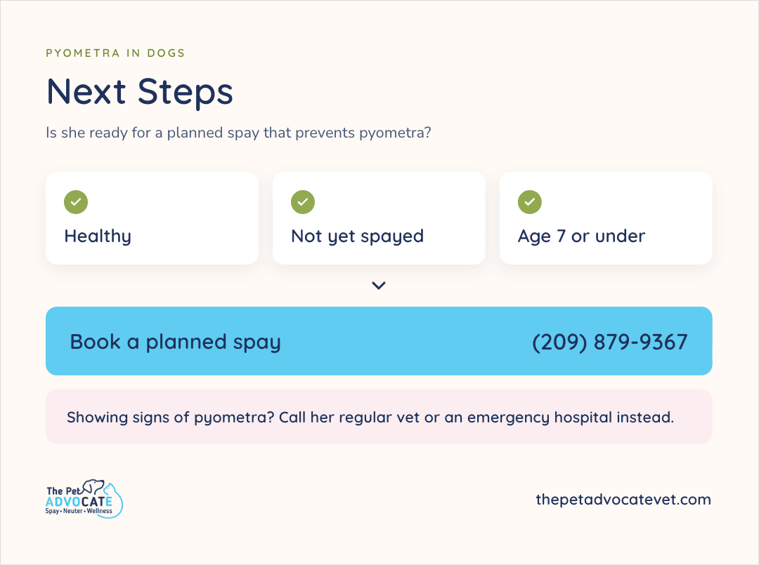 Next-steps graphic asking if she is ready for a planned spay, with check marks for healthy, not yet spayed, and age 7 or under, a blue booking bar with (209) 879-9367, and a note to call her regular vet or an emergency hospital if she is showing signs of pyometra.
