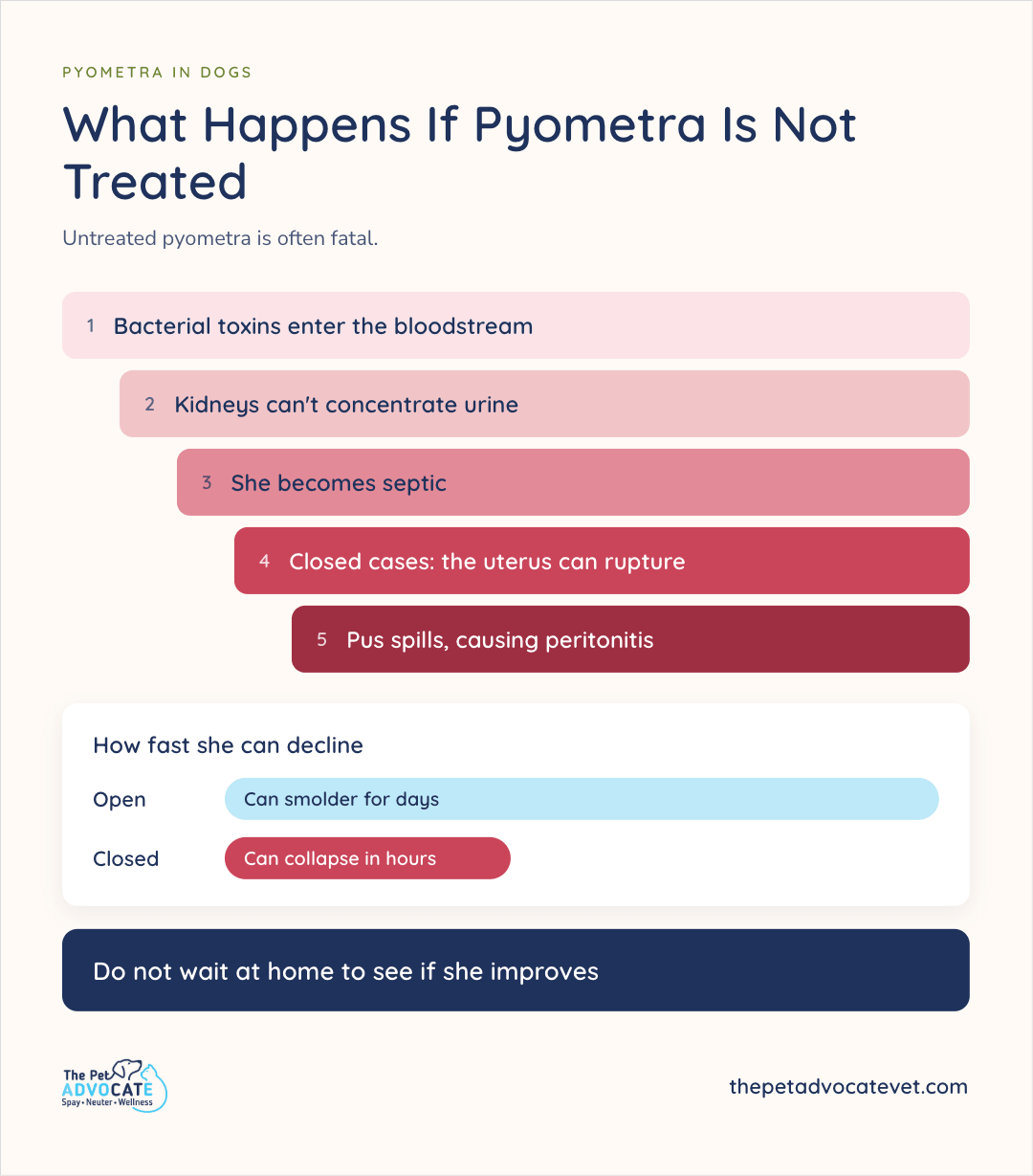 Five-step red cascade of untreated pyometra—toxins in the bloodstream, kidneys failing to concentrate urine, sepsis, possible uterine rupture in closed cases, then peritonitis—plus bars that open cases can smolder for days and closed cases can collapse in hours, and a banner not to wait at home.