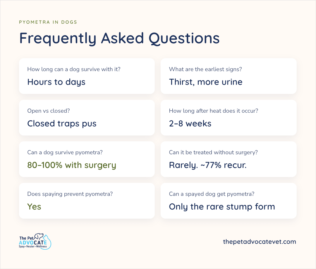Eight-card FAQ grid: survival is hours to days; earliest signs are thirst and more urine; closed traps pus; timing is 2–8 weeks after heat; 80–100% survive with surgery; medical treatment is rare with about 77% recurrence; spaying prevents it; a spayed dog can get only the rare stump form.