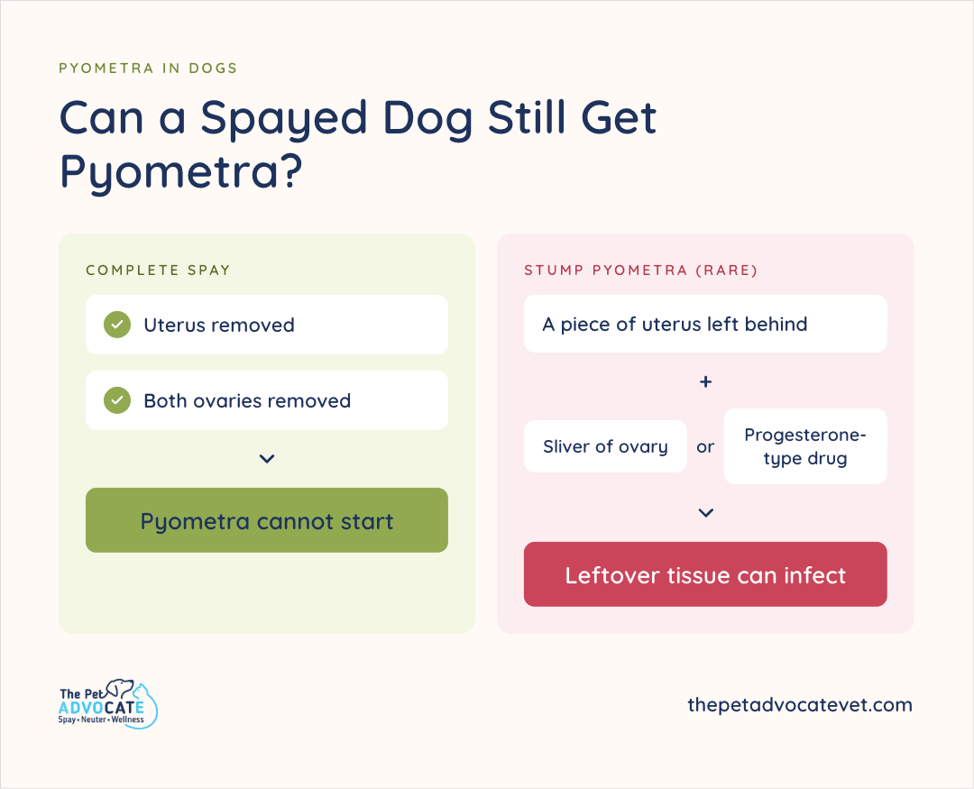 Two-column infographic: a complete spay (uterus and both ovaries removed) leads to a green “Pyometra cannot start,” while rare stump pyometra is leftover uterus plus a sliver of ovary or a progesterone-type drug, so leftover tissue can infect.
