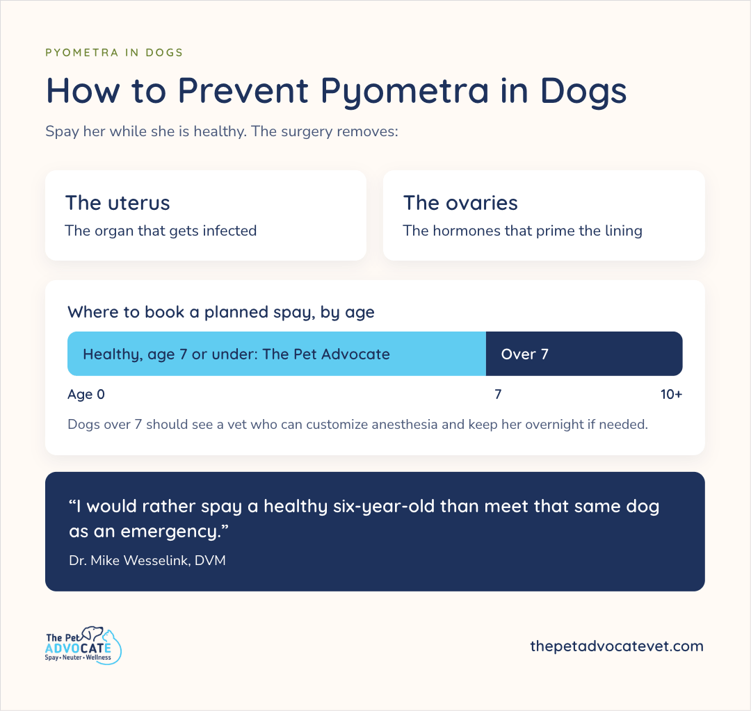 Prevention infographic that a healthy-dog spay removes the uterus and ovaries, a bar that The Pet Advocate books healthy dogs age 7 or under while over-7 dogs need customized anesthesia, and Dr. Mike Wesselink’s quote that he would rather spay a healthy six-year-old than meet that same dog as an emergency.