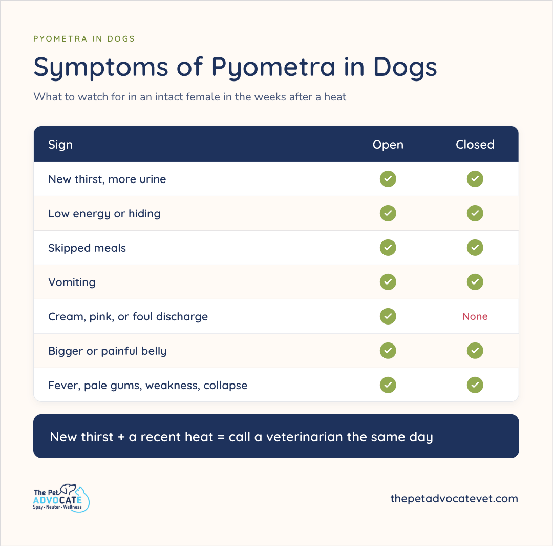 Open-vs-closed symptoms checklist for an intact female after heat, with green checks on both sides for extra thirst, low energy, skipped meals, vomiting, a bigger or painful belly, and fever or collapse, but discharge only in open cases, plus a banner that new thirst plus a recent heat means call a veterinarian the same day.