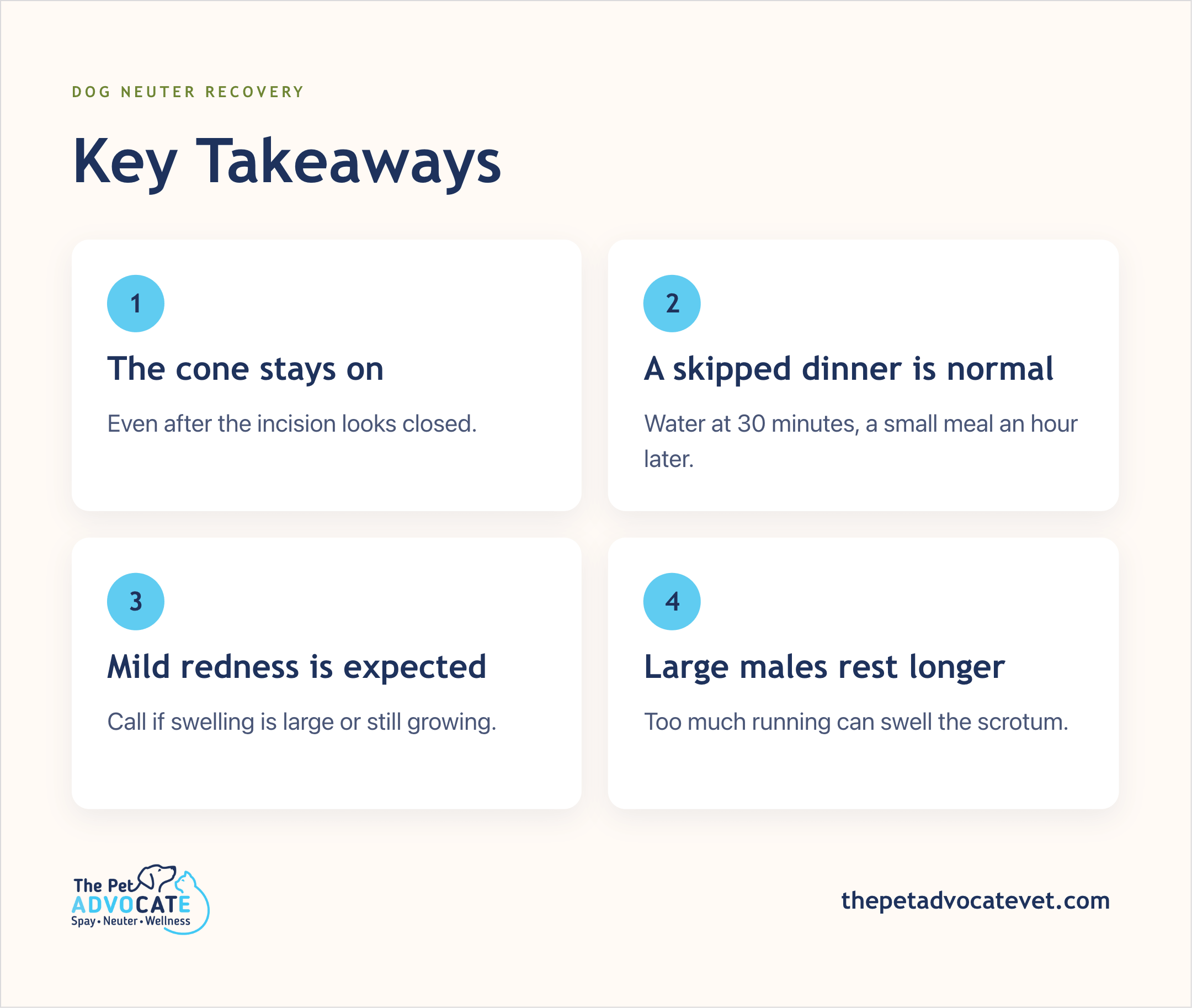 Four-panel Key Takeaways infographic: cone stays on after the incision looks closed, a skipped dinner is normal, mild redness is expected, and large males need longer rest.