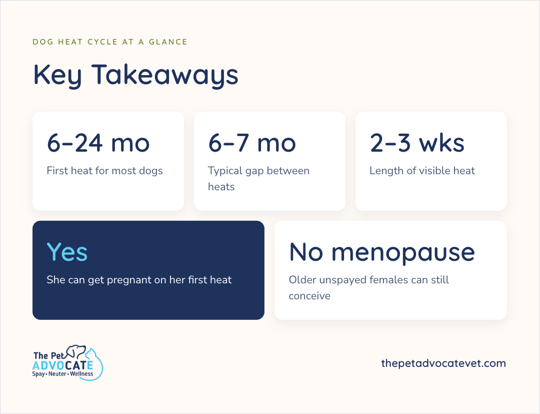 Infographic titled Key Takeaways under Dog Heat Cycle at a Glance, with five cards: 6–24 mo first heat for most dogs; 6–7 mo typical gap between heats; 2–3 wks length of visible heat; Yes she can get pregnant on her first heat; No menopause—older unspayed females can still conceive.
