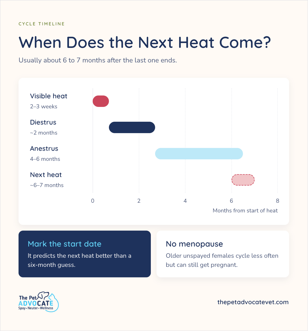 Cycle timeline chart titled When Does the Next Heat Come?, usually about 6 to 7 months after the last one ends: Visible heat 2–3 weeks, Diestrus ~2 months, Anestrus 4–6 months, then Next heat ~6–7 months; callouts Mark the start date and No menopause.