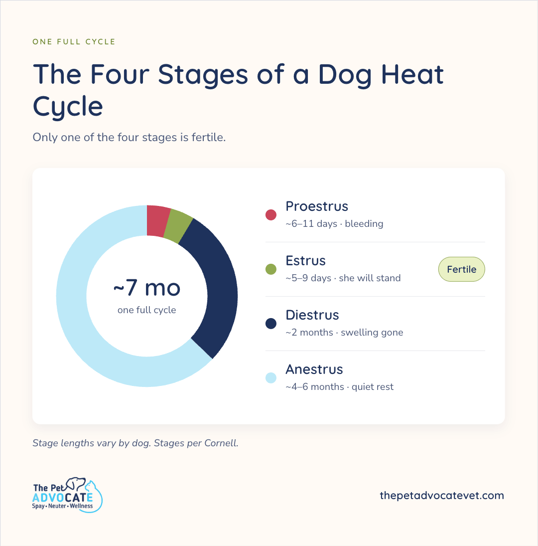 Donut chart titled The Four Stages of a Dog Heat Cycle for ~7 months one full cycle: Proestrus ~6–11 days bleeding, Estrus ~5–9 days she will stand (Fertile), Diestrus ~2 months swelling gone, Anestrus ~4–6 months quiet rest; only one stage is fertile.