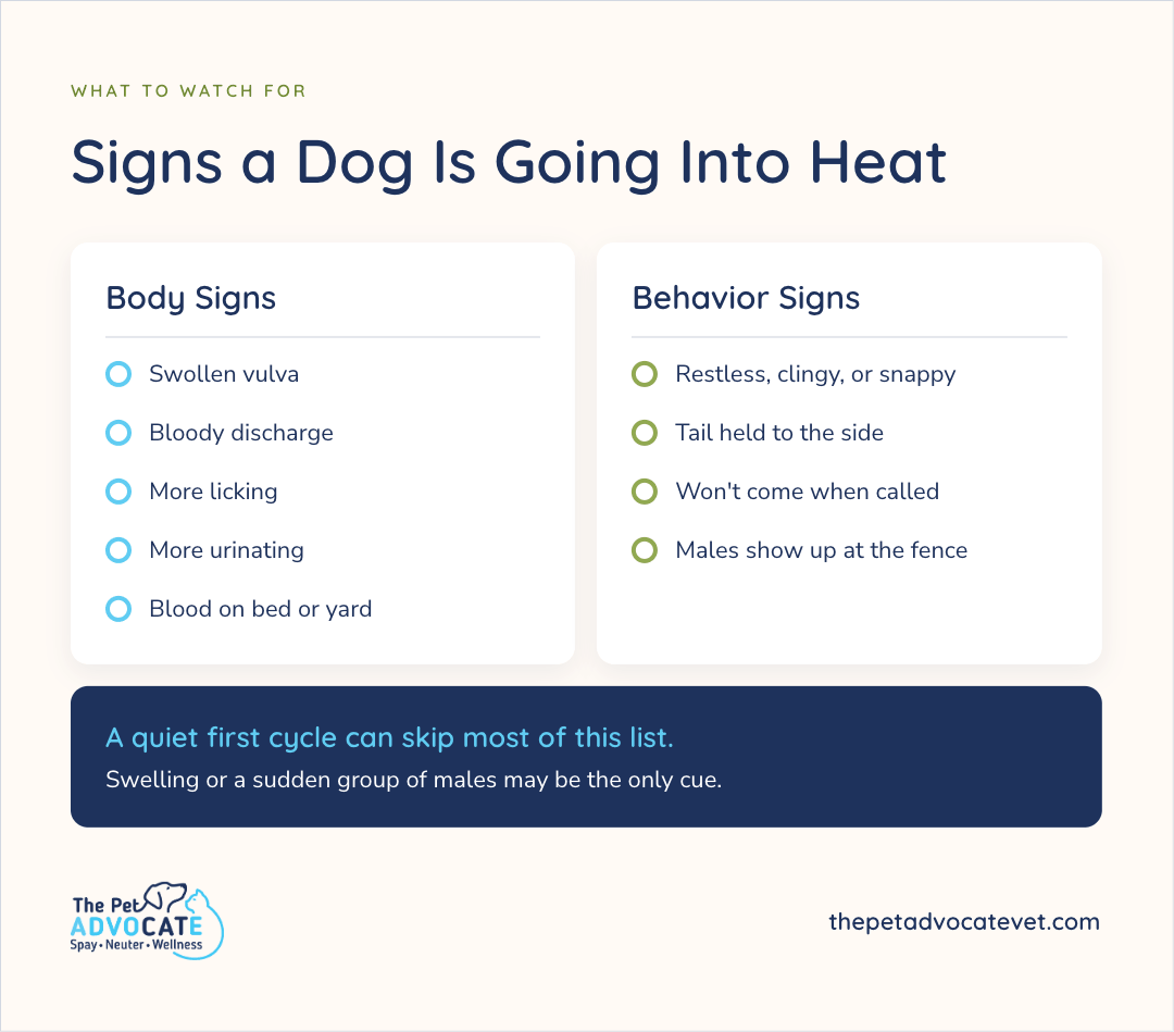 Two-column checklist titled Signs a Dog Is Going Into Heat—Body Signs (swollen vulva, bloody discharge, more licking, more urinating, blood on bed or yard) and Behavior Signs (restless clingy or snappy, tail held to the side, won’t come when called, males show up at the fence)—noting a quiet first cycle can skip most of this list.