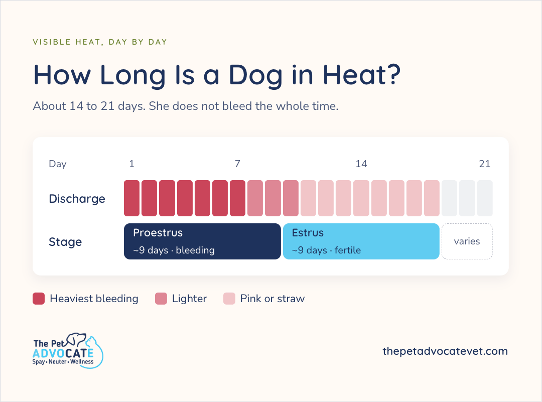 Day-by-day timeline titled How Long Is a Dog in Heat?, covering about 14 to 21 days of visible heat with discharge bars from heaviest bleeding through pink or straw, and stages Proestrus ~9 days bleeding and Estrus ~9 days fertile.