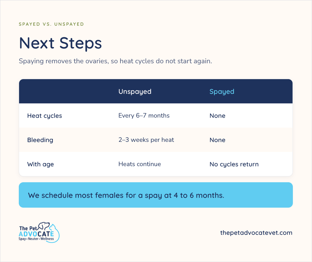 Spayed vs. Unspayed comparison titled Next Steps: heat cycles every 6–7 months vs none; bleeding 2–3 weeks per heat vs none; with age heats continue vs no cycles return; callout that most females are scheduled for a spay at 4 to 6 months.
