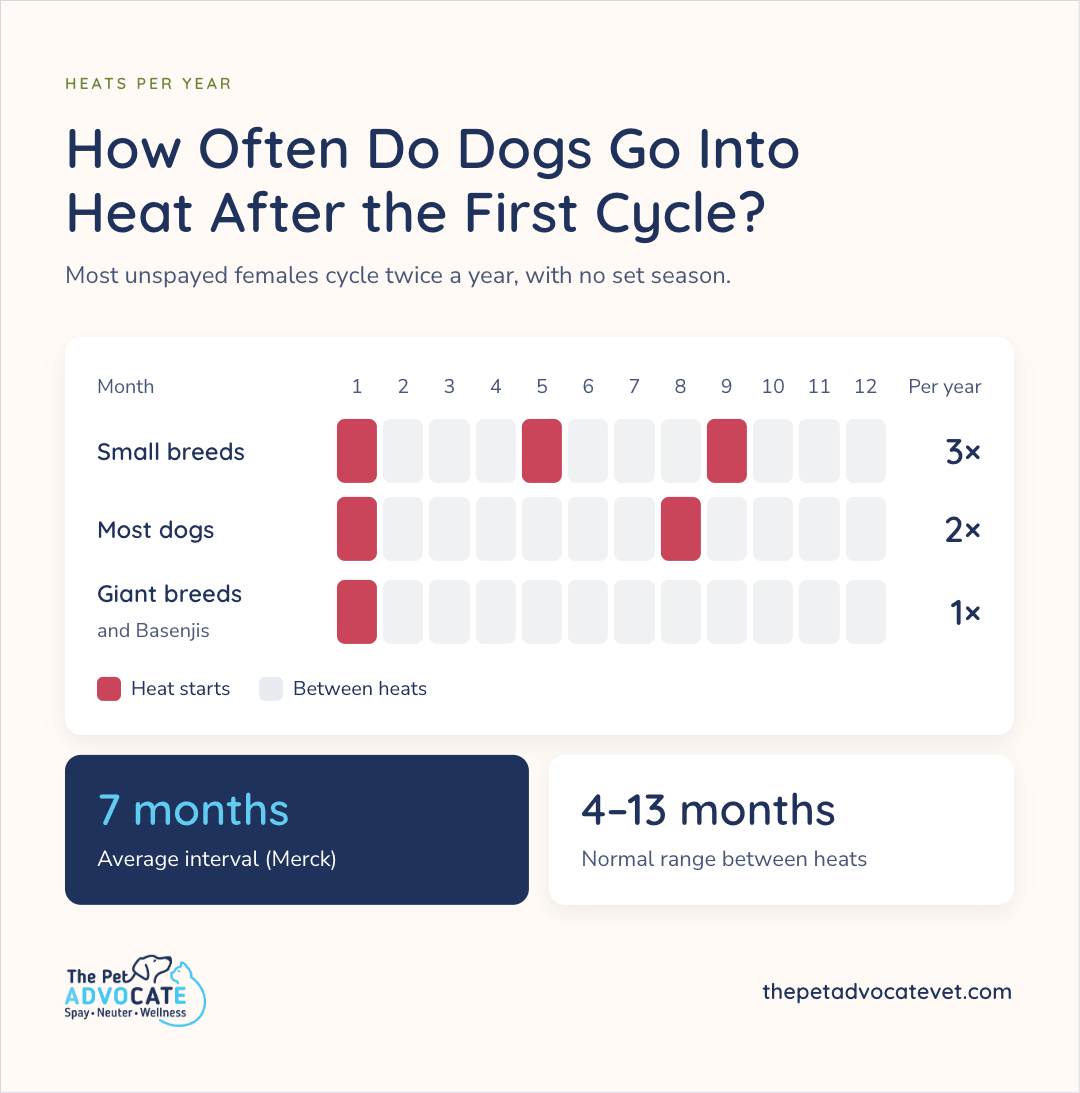 Chart titled How Often Do Dogs Go Into Heat After the First Cycle?, plotting heat starts over 12 months: Small breeds 3x, Most dogs 2x, Giant breeds and Basenjis 1x, plus callouts for average interval 7 months (Merck) and normal range 4–13 months between heats.