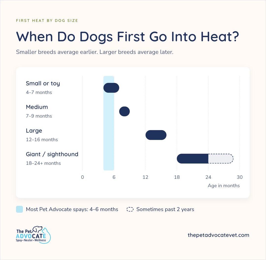 Horizontal bar chart titled When Do Dogs First Go Into Heat?, showing typical first-heat age by size: Small or toy 4–7 months, Medium 7–9, Large 12–16, Giant/sighthound 18–24+ months (sometimes past 2 years), with a highlighted band for Most Pet Advocate spays at 4–6 months.