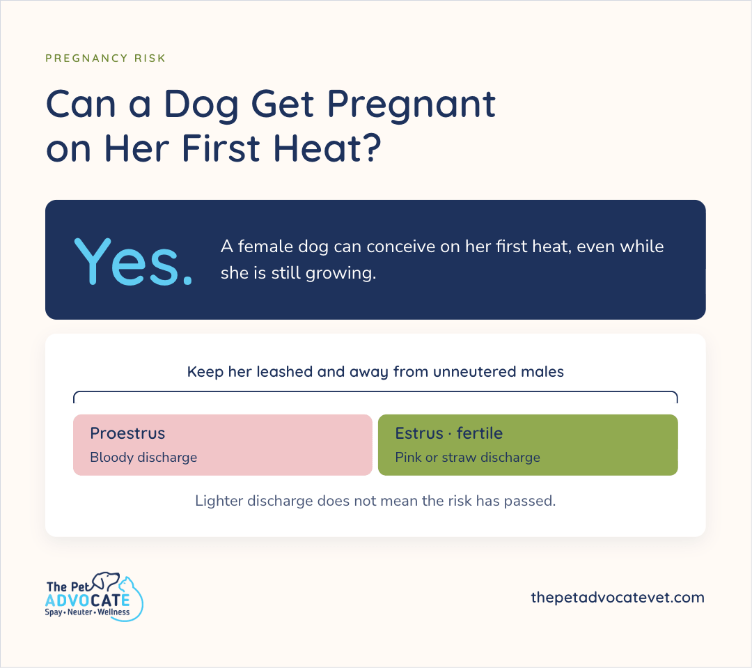 Infographic answering Can a Dog Get Pregnant on Her First Heat? with Yes—a female can conceive on her first heat even while growing; keep her leashed and away from unneutered males; Proestrus bloody discharge vs Estrus fertile pink or straw; lighter discharge does not mean the risk has passed.