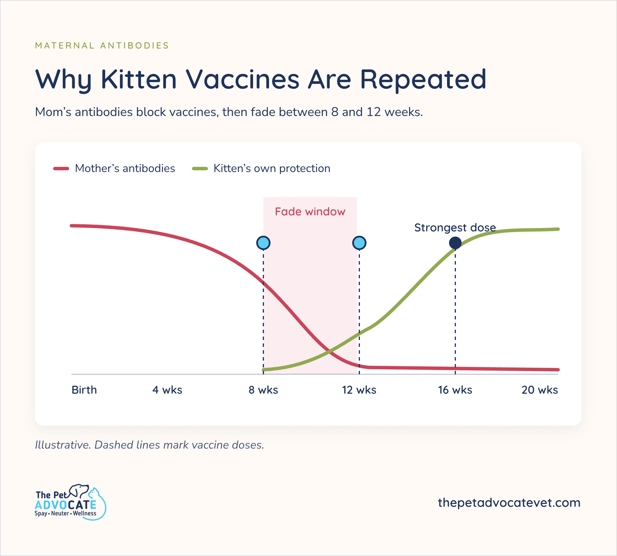 Chart titled Why Kitten Vaccines Are Repeated—mom’s antibodies block vaccines then fade between 8 and 12 weeks; mother’s antibodies fall while kitten’s own protection rises; vaccine doses at 8, 12, and 16 weeks with 16 weeks marked strongest dose.