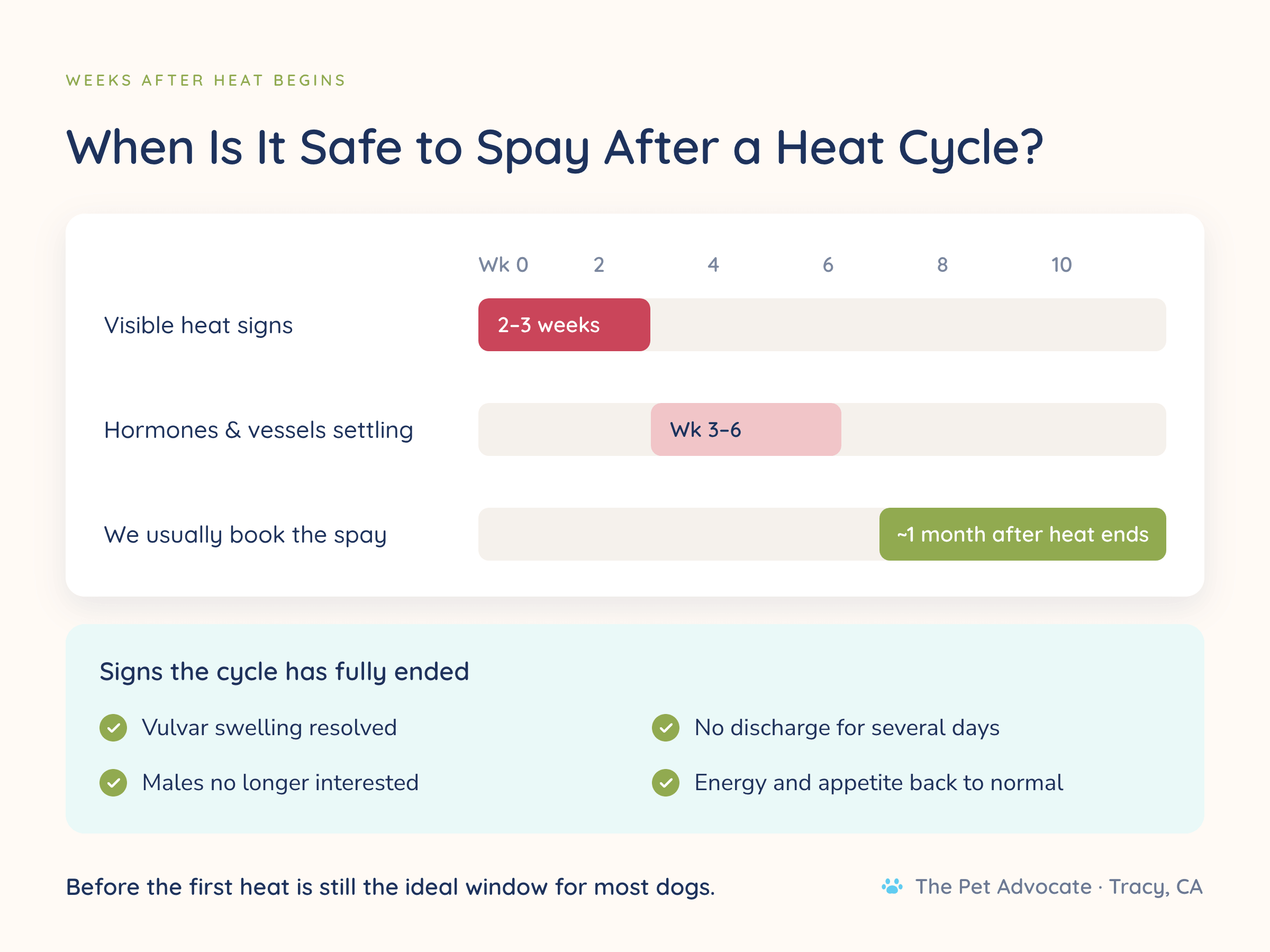 Timeline of a dog's heat cycle: visible heat signs last about 2 to 3 weeks, hormones and blood vessels settle from week 3 to 6, and The Pet Advocate usually books the spay about one month after heat ends.