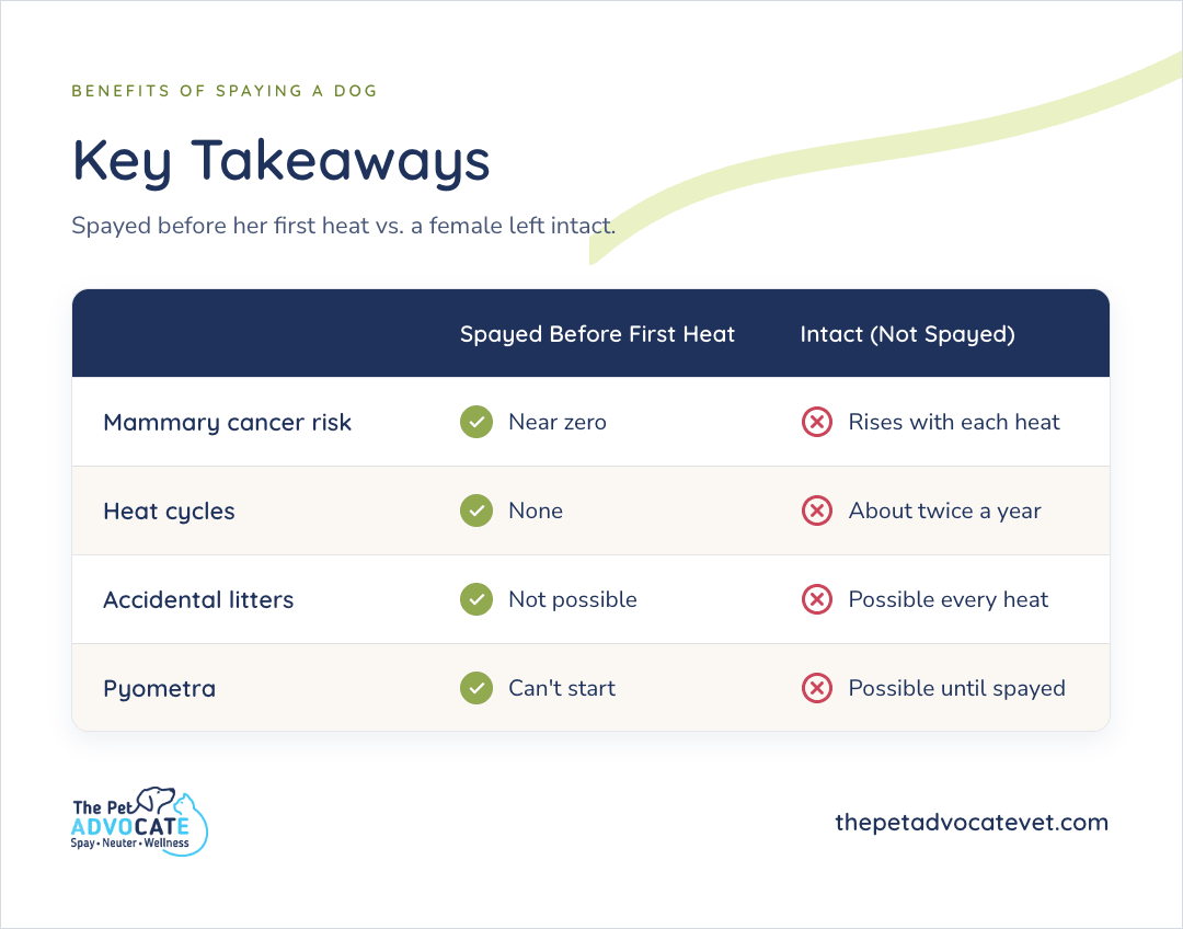 Key Takeaways comparison table of a female spayed before her first heat vs. one left intact: mammary cancer risk near zero vs. rises with each heat, heat cycles none vs. about twice a year, accidental litters not possible vs. possible every heat, and pyometra can't start vs. possible until spayed