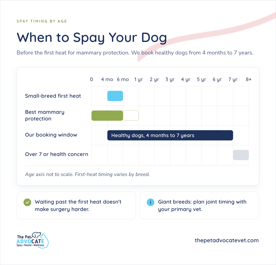 Spay timing by age chart showing small-breed first heat around 4 to 6 months, best mammary protection before the first heat, the clinic's booking window for healthy dogs from 4 months to 7 years, and dogs over 7 or with a health concern referred elsewhere, with notes that waiting past the first heat doesn't make surgery harder and that giant breeds should plan joint timing with their primary vet