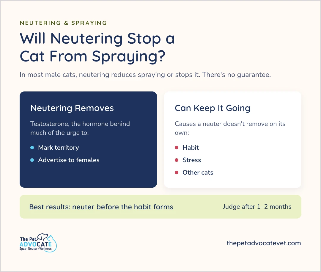 Neutering reduces or stops spraying in most male cats, with no guarantee. It removes testosterone, the hormone behind much of the urge to mark territory and advertise to females, while habit, stress and other cats can keep spraying going. Best results come from neutering before the habit forms, so judge after 1 to 2 months.