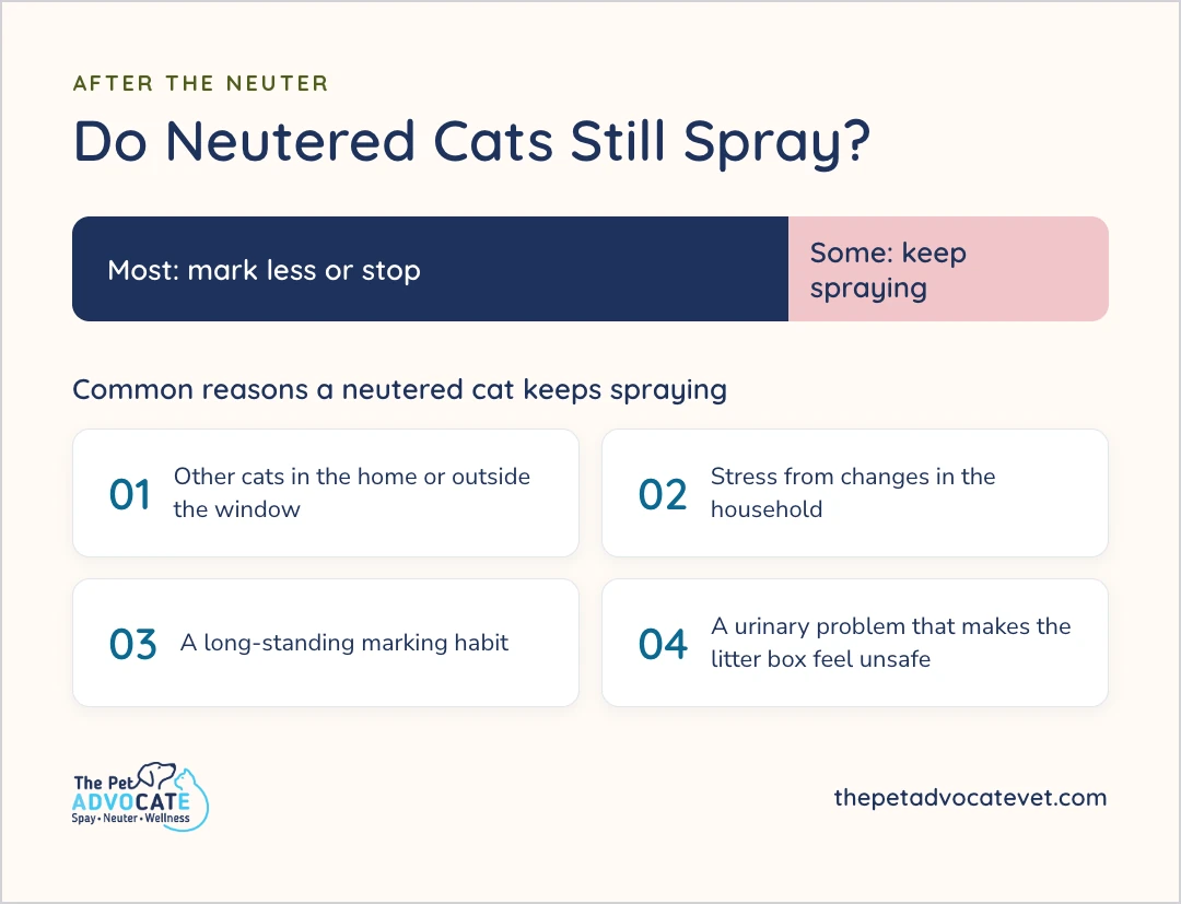 Most neutered cats mark less or stop, but some keep spraying. Common reasons are other cats in the home or outside the window, stress from household changes, a long-standing marking habit, and a urinary problem that makes the litter box feel unsafe.