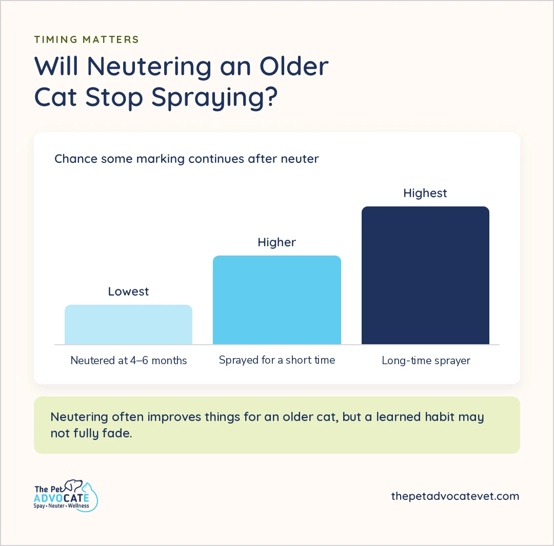 Bar chart of the chance some marking continues after neuter: lowest for cats neutered at 4 to 6 months, higher for cats that sprayed for a short time, and highest for long-time sprayers. Neutering often improves things for an older cat, but a learned habit may not fully fade.