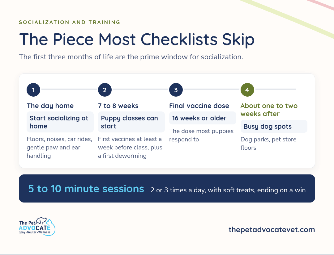 Socialization timeline: start at home the day your puppy arrives, puppy classes from 7 to 8 weeks, final vaccine at 16 weeks or older, busy dog spots about one to two weeks after. Train 5 to 10 minutes, 2 or 3 times a day.
