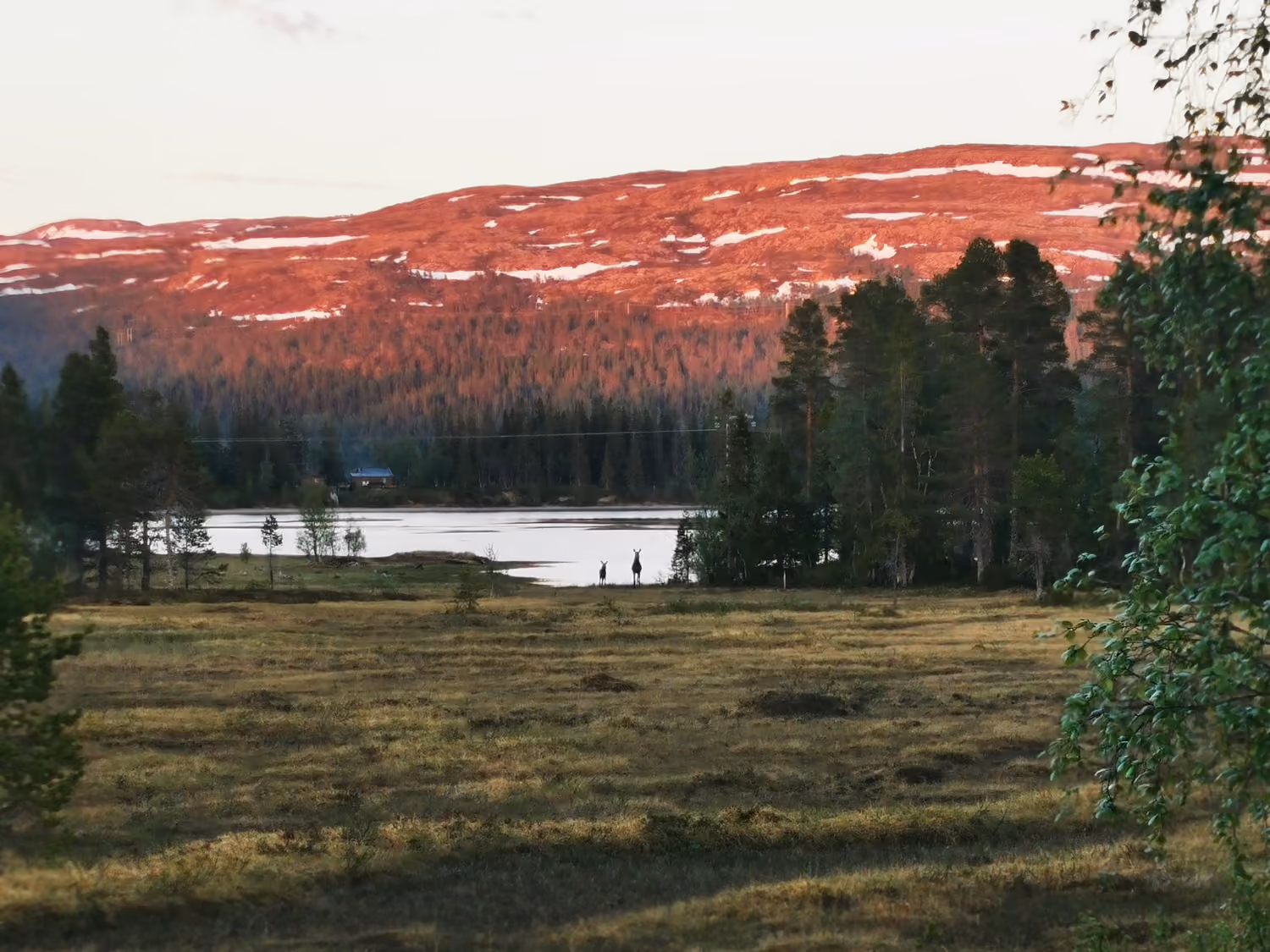 Vassdrag i skogkledd dal med to hjorter ved vannkanten og ås i solnedgangens røde lys