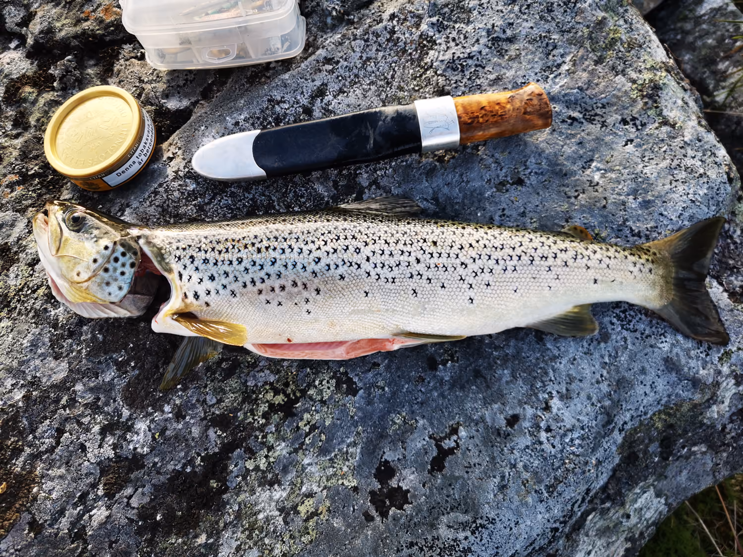 En fersk fanget fisk liggende på en stein ved siden av tobakk og en kniv.