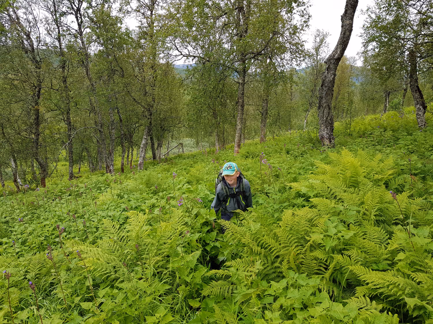 Barn med caps og ryggsekk går gjennom tett grønn bregne i skog av bjørketrær.