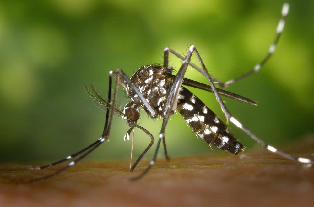 Terum Corporation got inspired by mosquitoes techniques