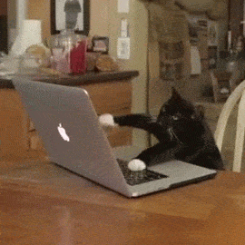 Chat en train de taper un email de communication interne