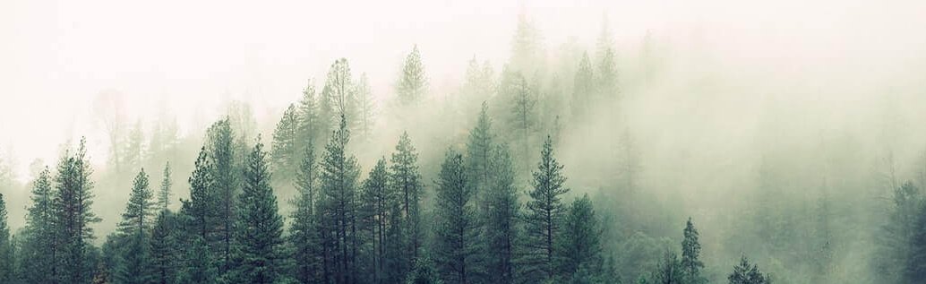forêt