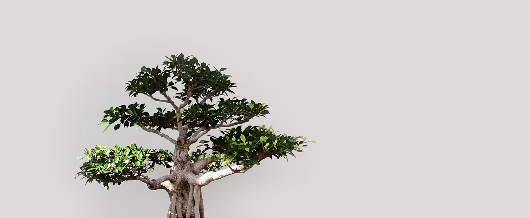 Ein Baum mit grünen Blättern vor einem grauen Hintergrund ist zu sehen.