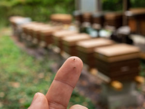 Il y a toujours un prix a payer pour de belles photos