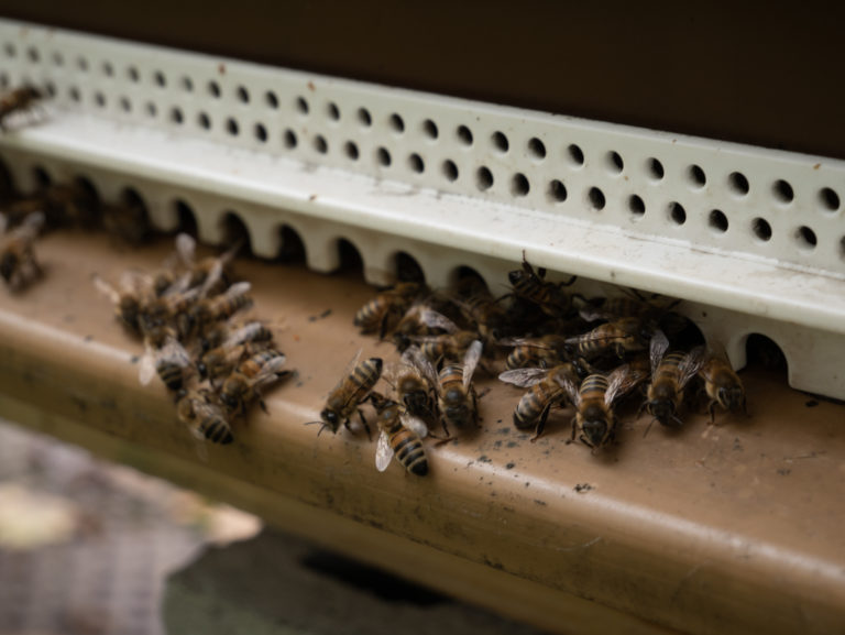 Les abeilles qui préparent leur stock de nourriture pour l'hiver à venir