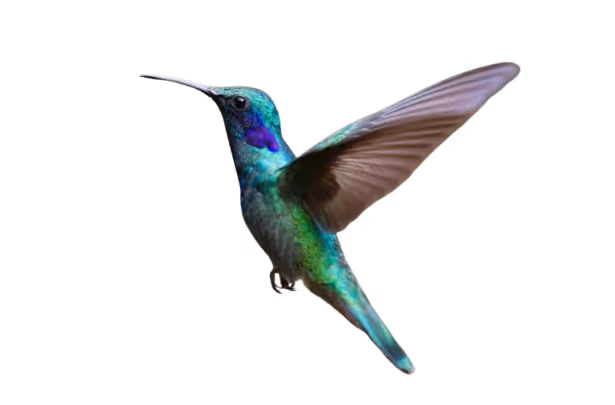 Hummingbird in flight