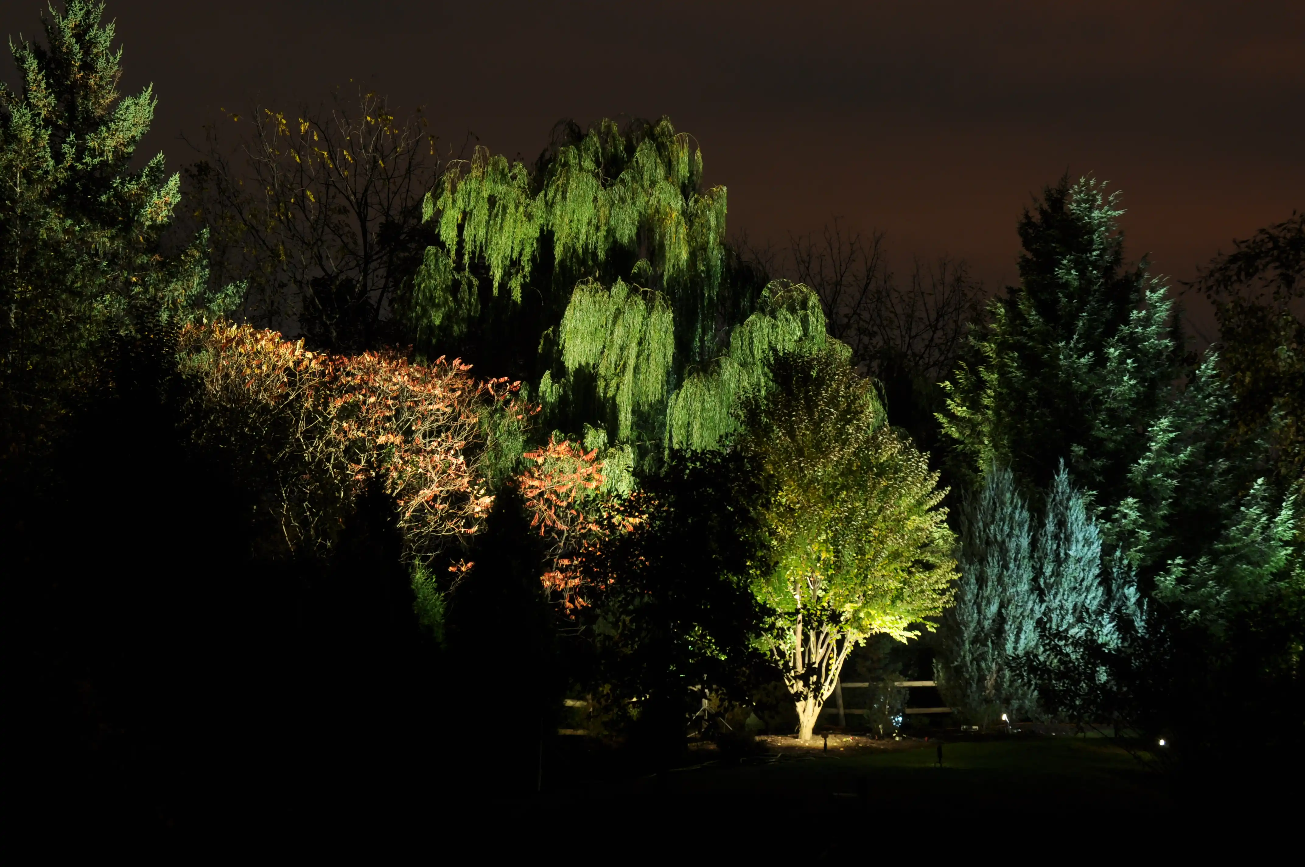 Night scene of garden trees illuminated by spotlights casting varied colors and shadows.