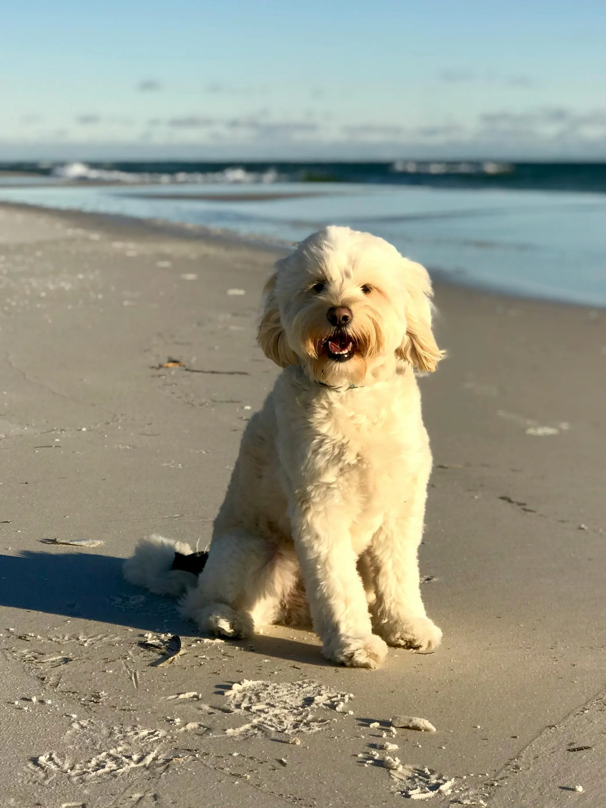 Dog on the beach