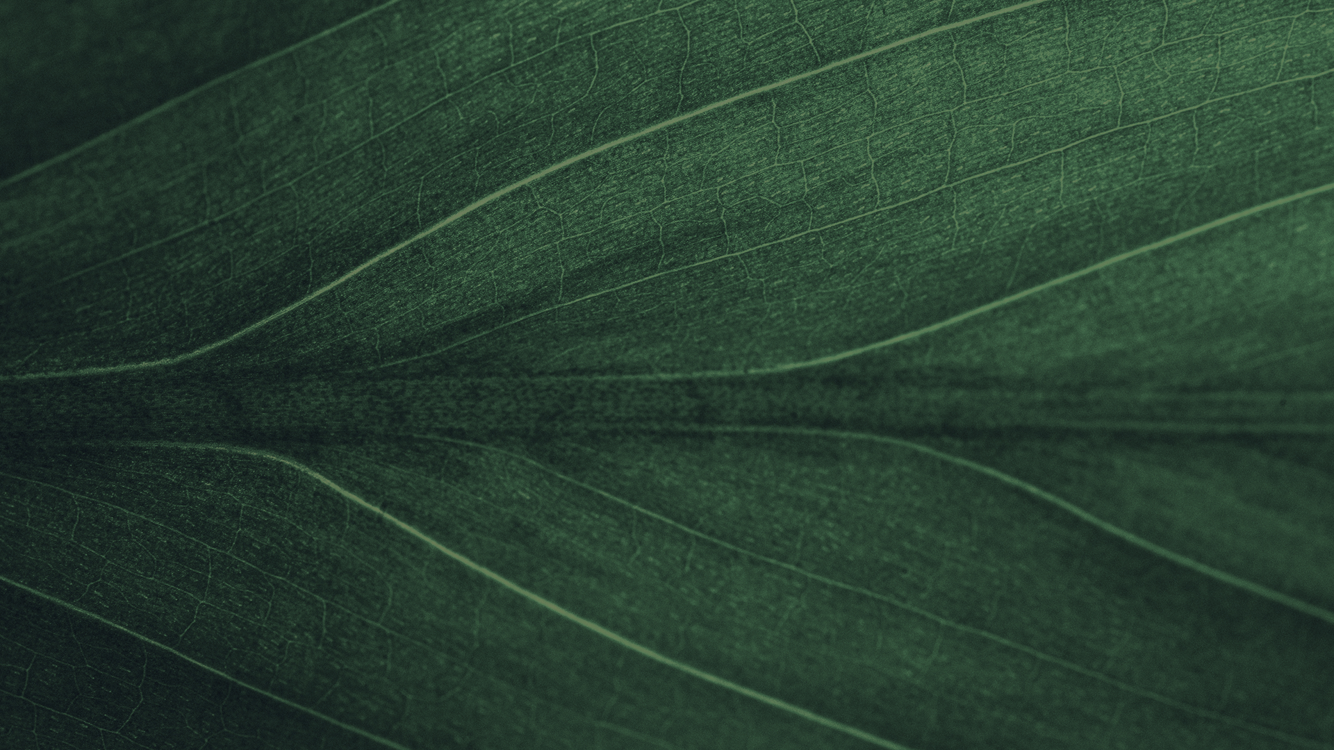 Close-up of green leaf showing detailed veins and natural textures.