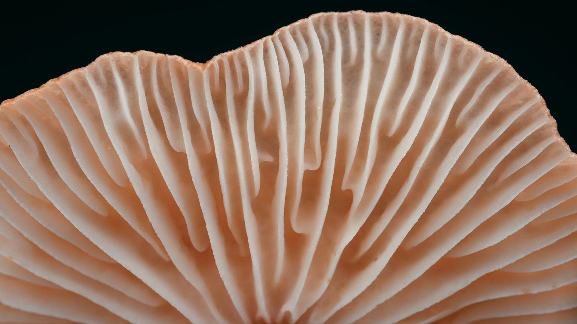 Close-up of the curved gills underneath a mushroom cap with a dark background.